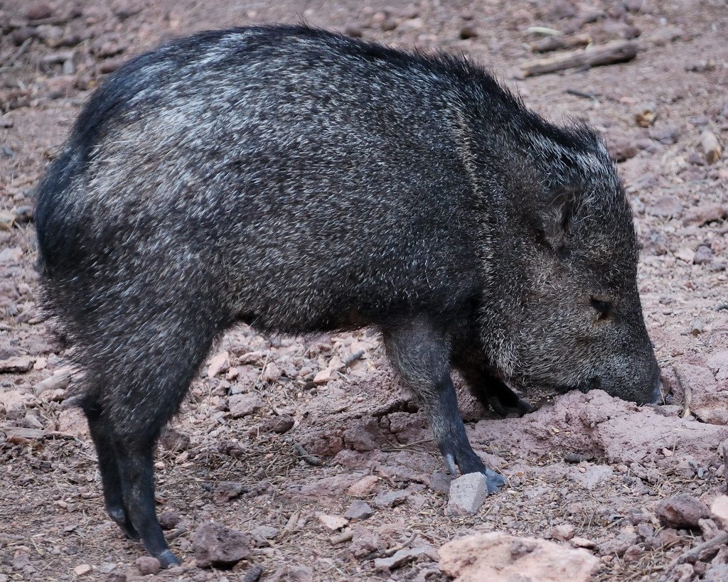 Javelinas: The Southwest's Quirky Wanderers (Image Credits: Flickr)