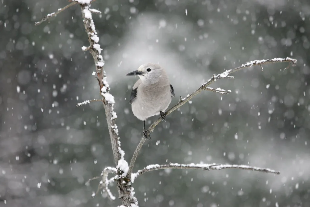 #9 - The Clark's Nutcracker: The High-Elevation Tree Planter Fighting a Quiet War (Image Credits: Flickr)