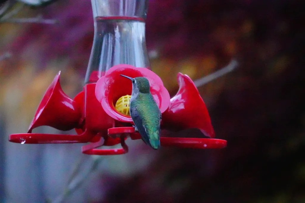 #11 - They Use Sound to Judge Feeder Crowds Before Arriving (Image Credits: Rawpixel)