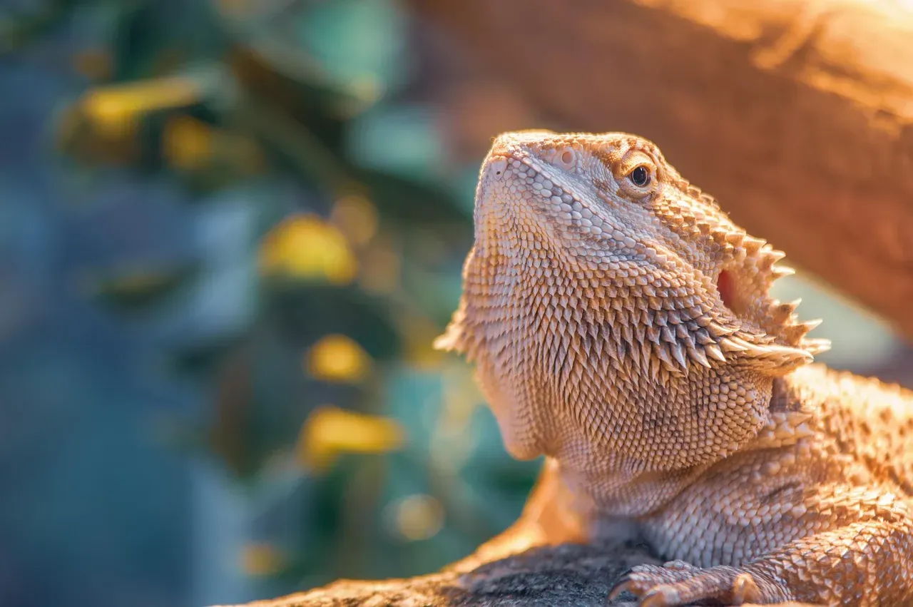 8. Bearded Dragons: When Temperature Rewrites Genetics (Image Credits: Pixabay)