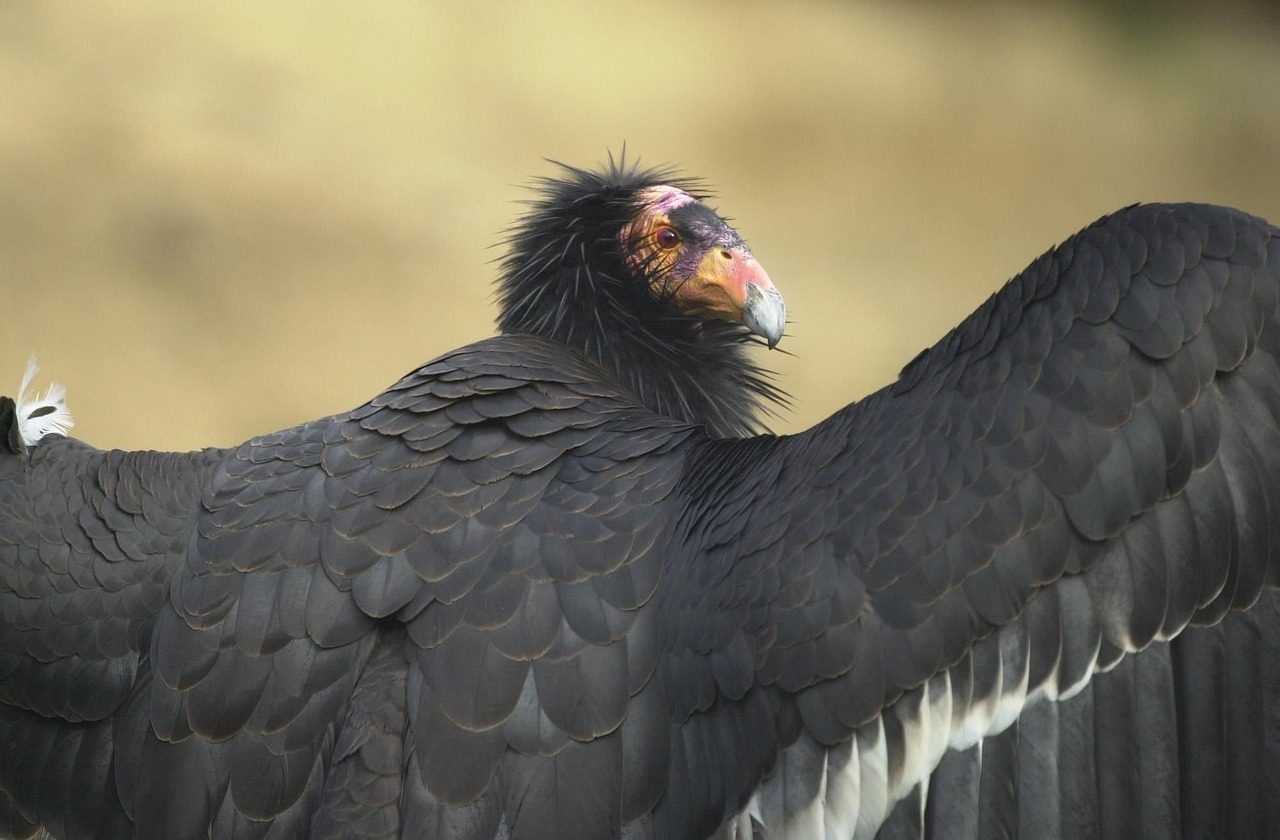 California Condor: From Extinction's Edge (Image Credits: Pixabay)
