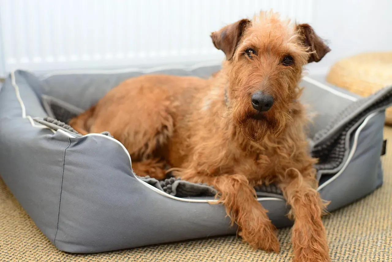 14. Irish Terrier - The Daredevil of the Emerald Isle (Image Credits: Pixabay)