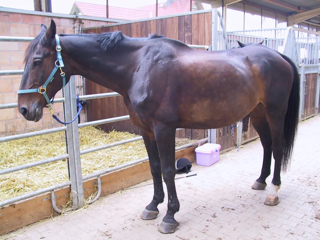 Hanoverian: Affectionate but Typically Broadly Social (gerriet, Flickr, CC BY 2.0)