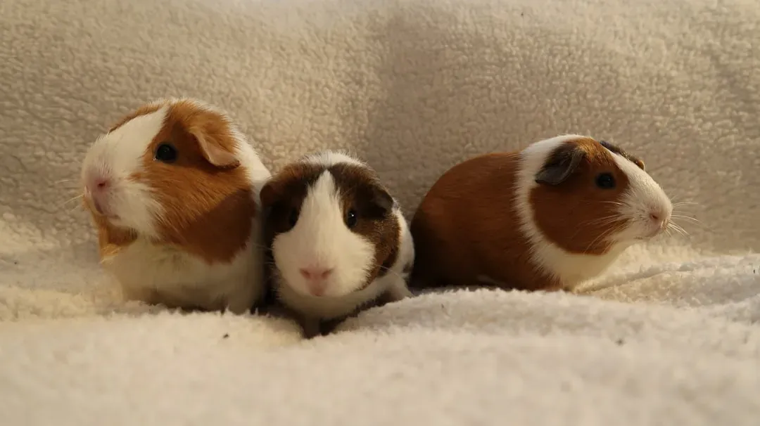 3. Guinea Pigs: Social Squeakers That Live to Cuddle (Image Credits: Unsplash)