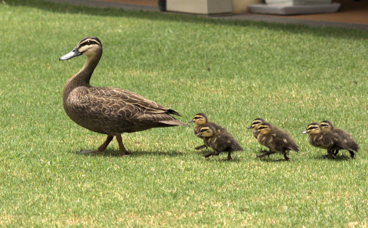 Cancer: The Protective Duck (Image Credits: Wikimedia)
