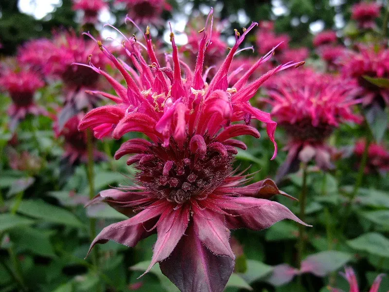 Bee Balm (Image Credits: Flickr)