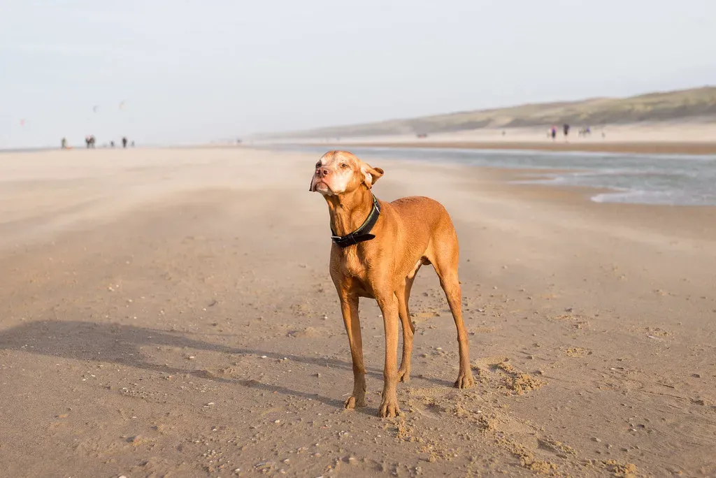 Vizsla: The Elegant Athlete (Image Credits: Flickr)