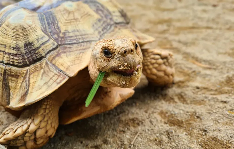 #12. Pisces (February 19 – March 20): The Sulcata Tortoise (Image Credits: Pexels)