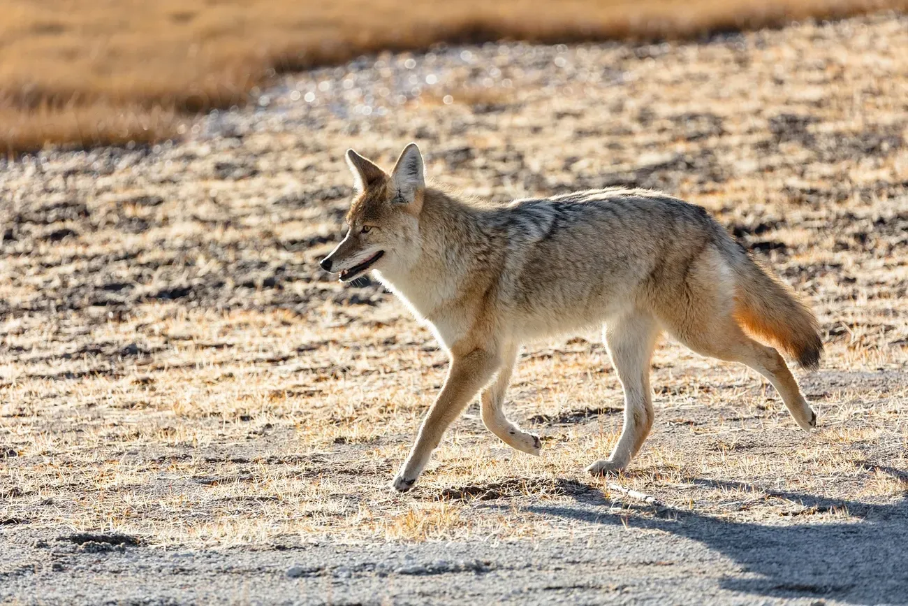 Sagittarius (November 22 &ndash; December 21): The Coyote (Image Credits: Rawpixel)
