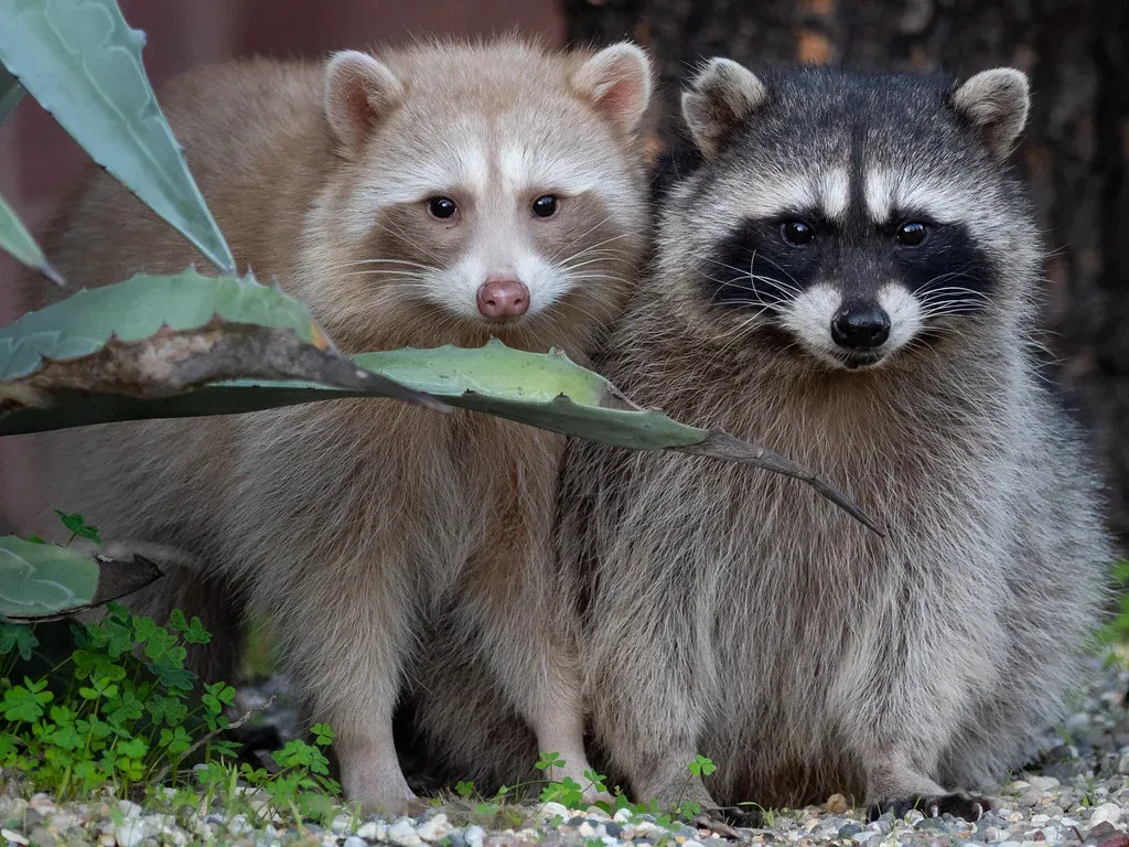 Northern Raccoons (Ingrid Taylar, Flickr, CC BY 2.0)