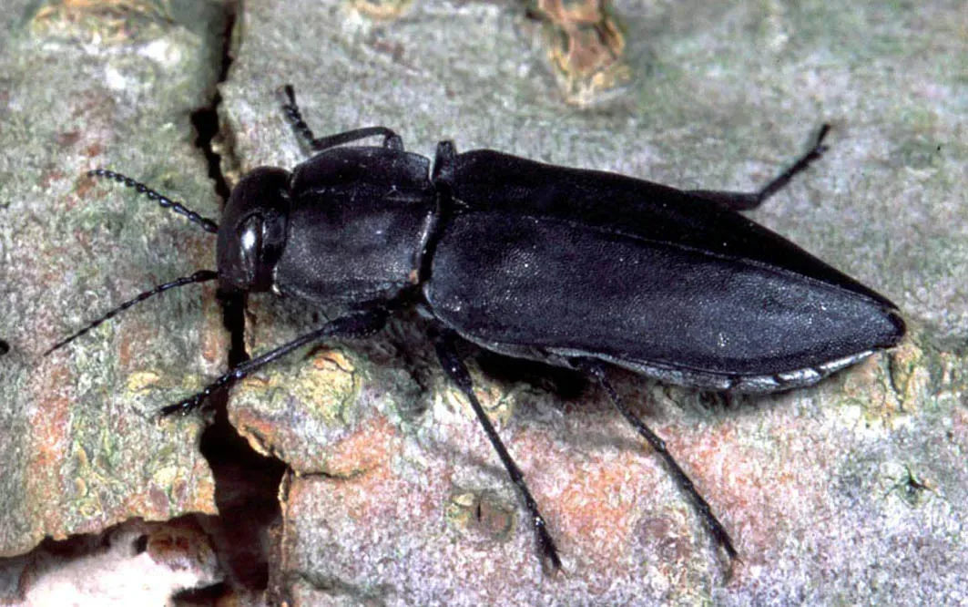 1. Black Beetle (Melanophila acuminata) (Image Credits: Wikimedia)