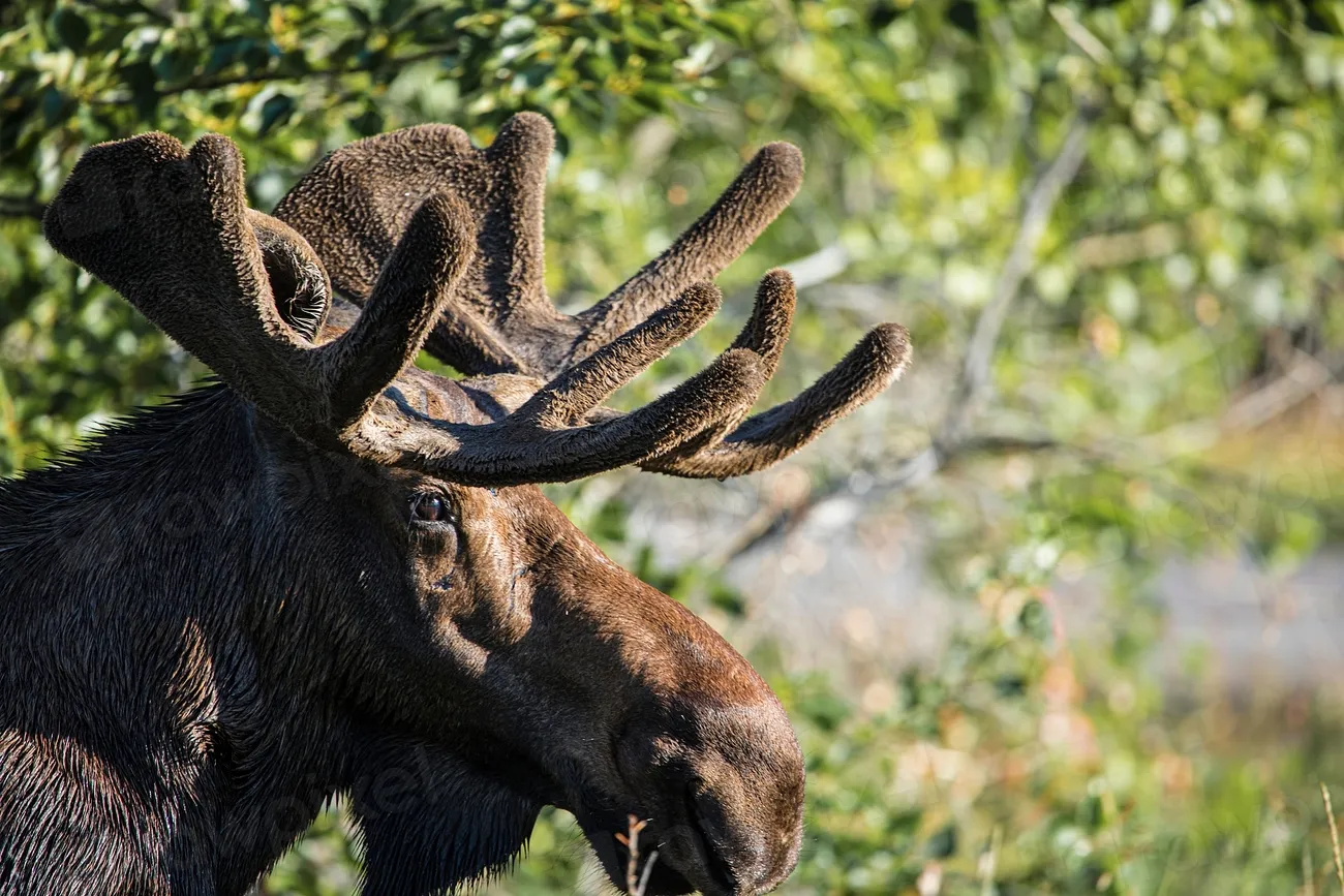 #5 Montana: River Valleys and Mountain Moose (Image Credits: Rawpixel)