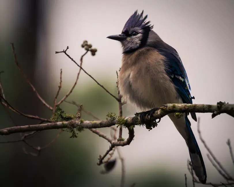 Crest Position Tells a Story (Image Credits: Pexels)