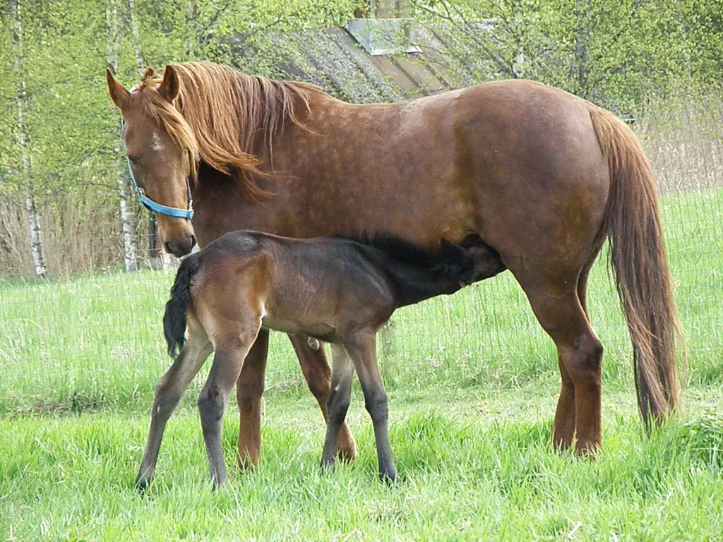 #15 - Standardbred (smerikal, Flickr, CC BY-SA 2.0)