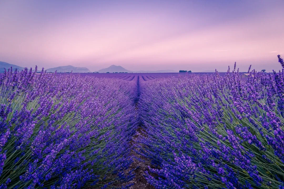 #2 Lavender (Image Credits: Unsplash)