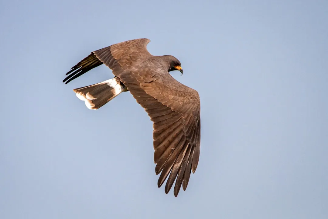 The Snail Kite: Specialist of a Single, Slimy Food (Image Credits: Unsplash)