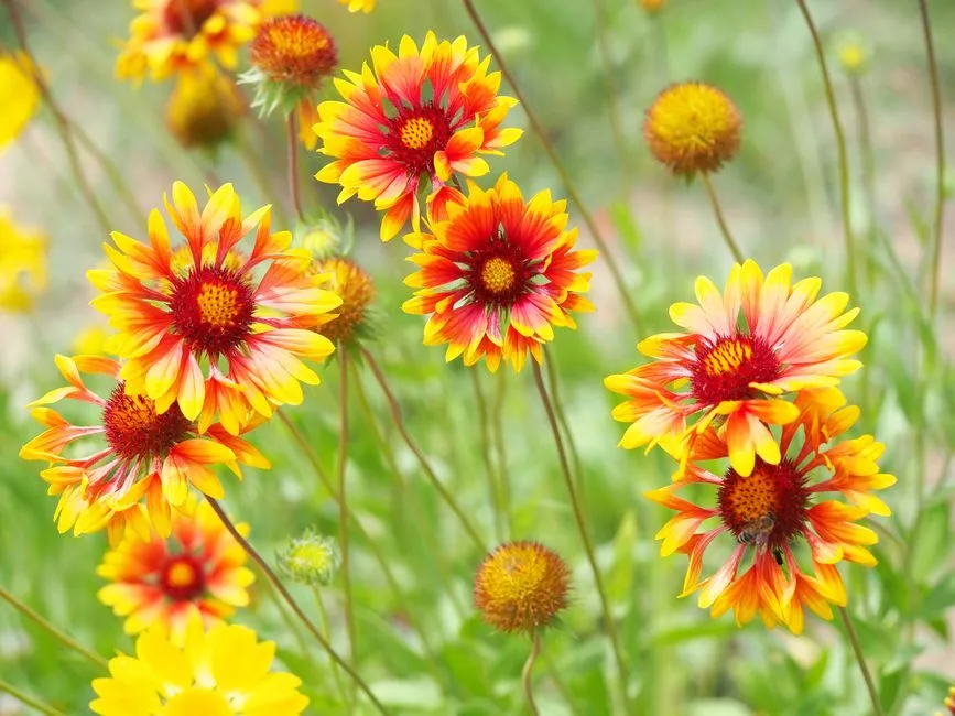 Aries – Firewheel (Indian Blanket) (Image Credits: Pexels)