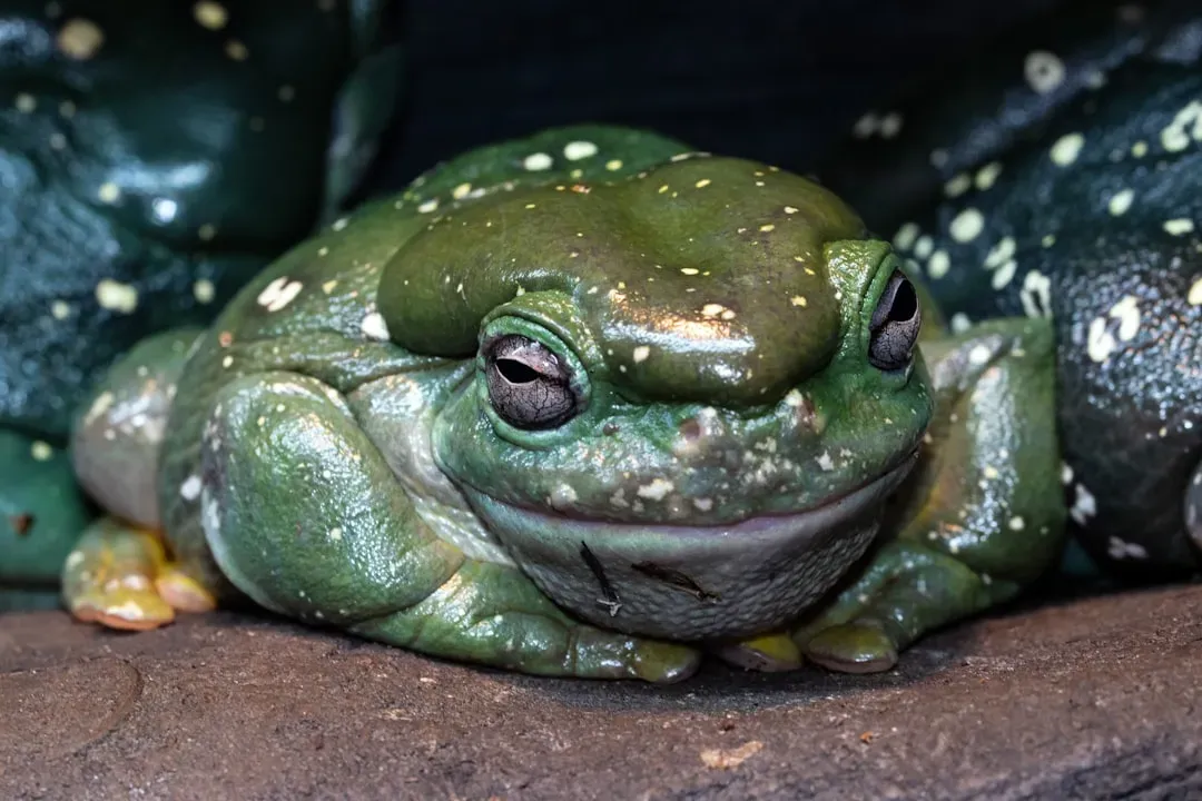 African Bullfrog: Waiting Out the Drought (Image Credits: Unsplash)