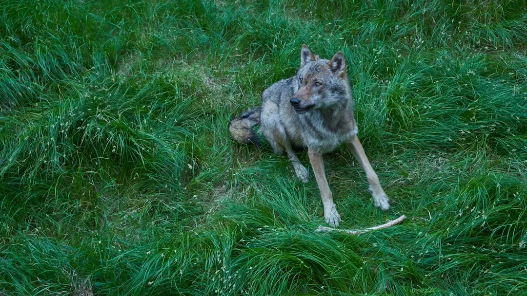 An Ancient Instinct From Wild Ancestors (Image Credits: Unsplash)