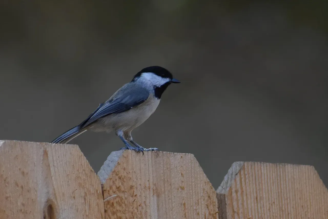 #1. The Chickadee's Brain Literally Grows Every Autumn (Image Credits: Pixabay)