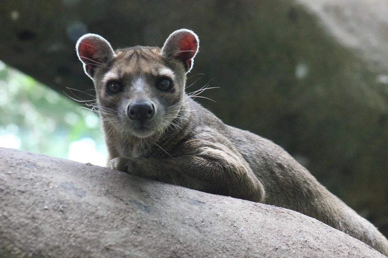 4. It Moves Through Trees Like a Cross Between a Cat and a Monkey (Image Credits: Pixabay)