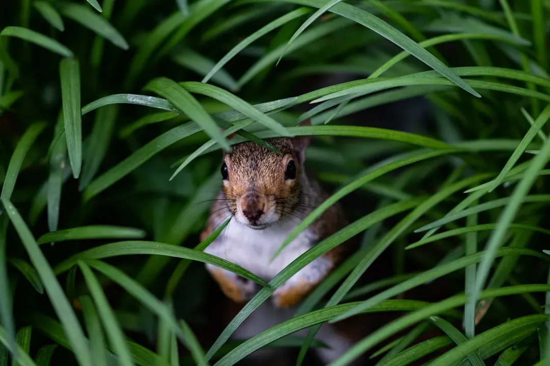 3. New York City, New York: More Than Pigeons and Rats (Image Credits: Unsplash)