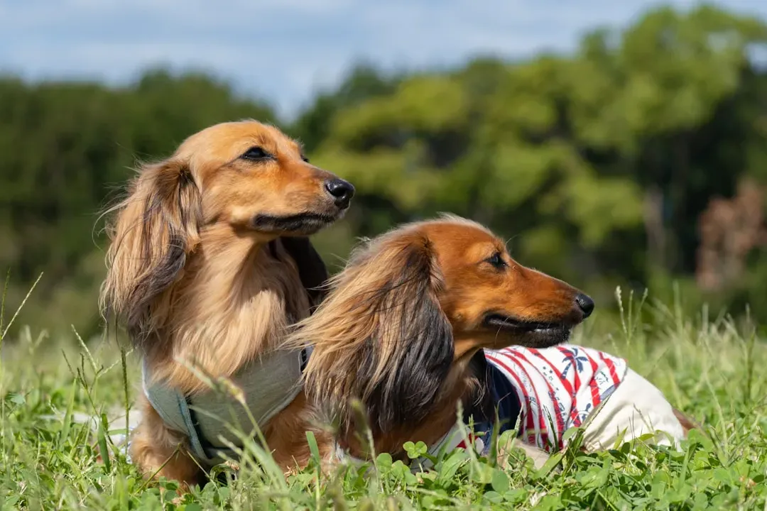 Milo the Dog and Bonedigger the Lion (Image Credits: Unsplash)