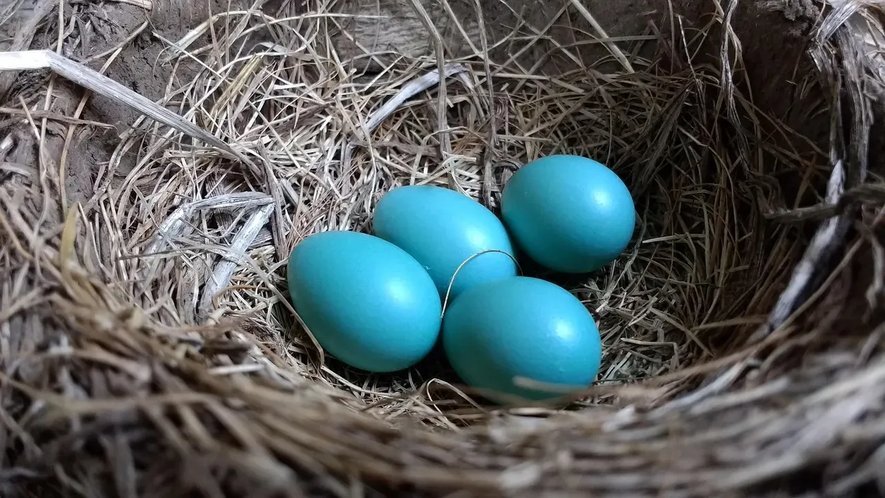 Their Famous Blue Eggs Have a Specific Scientific Explanation (Image Credits: Pixabay)