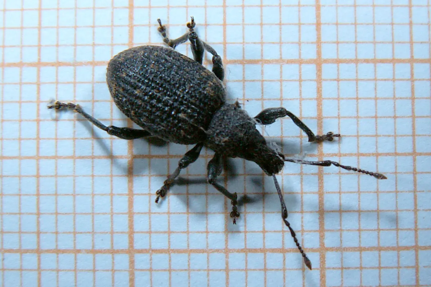 7. Vine Weevils: The Underground Ambush Artists (By Opuntia, CC BY-SA 3.0)