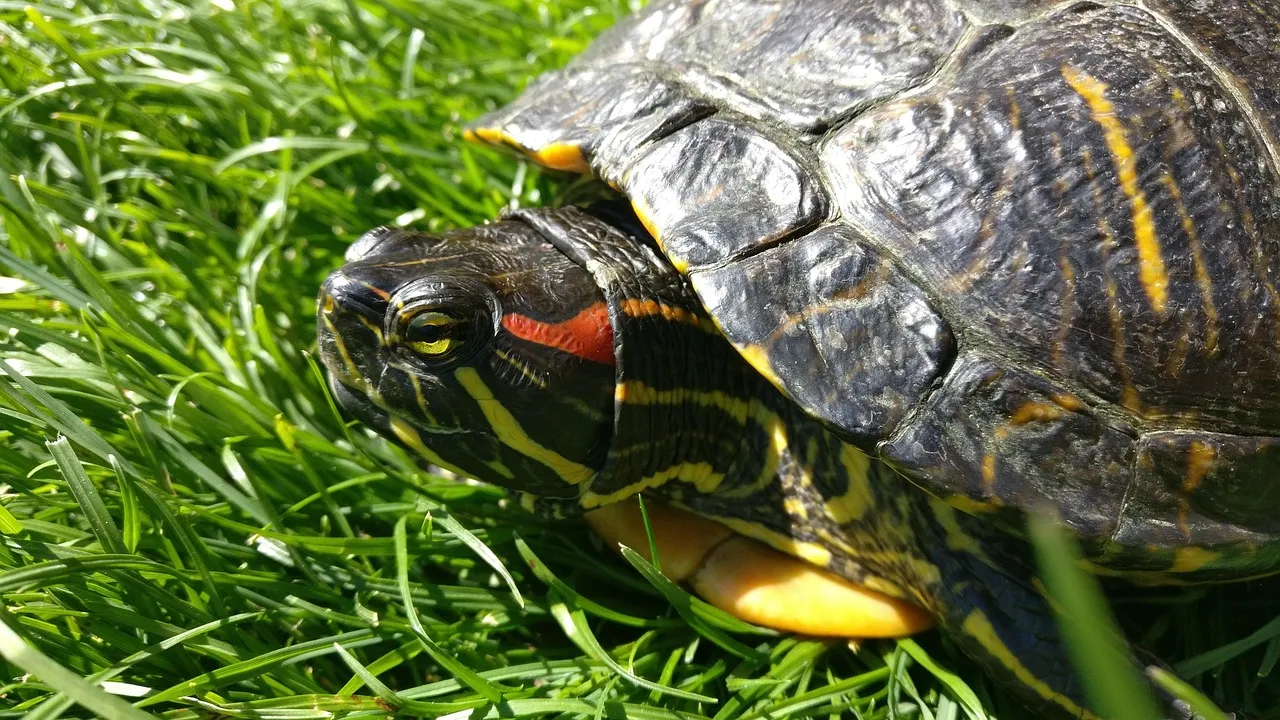 Red‑Eared Slider Turtles: Breathless Survivors of Long, Frozen Winters (Image Credits: Pixabay)