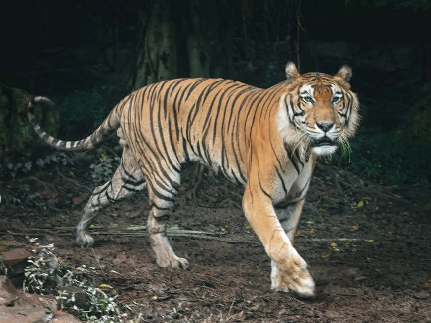 They Adapt Their Activity Patterns to Avoid Humans (Image Credits: Pexels)