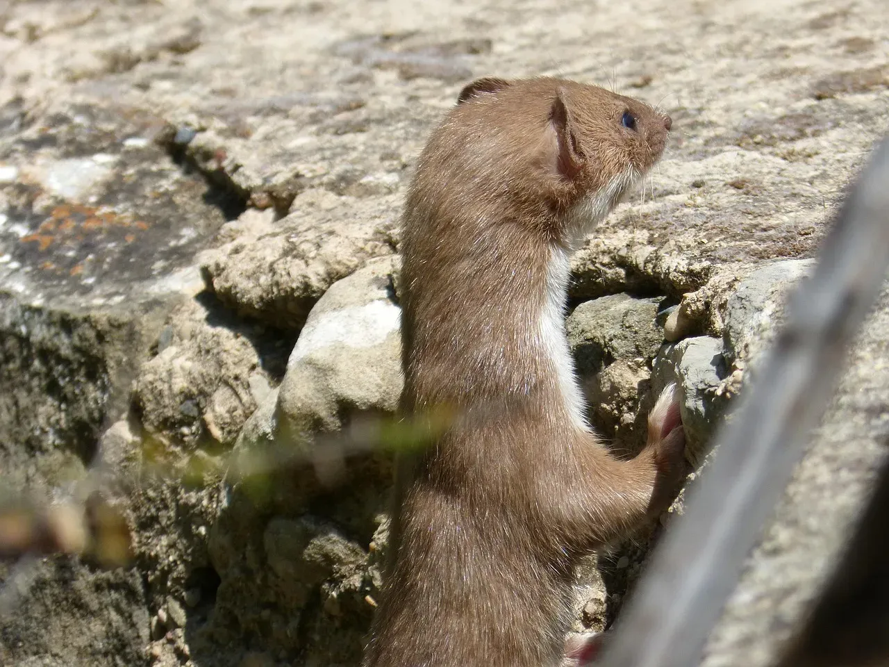 Leo: Least Weasel (Image Credits: Pixabay)