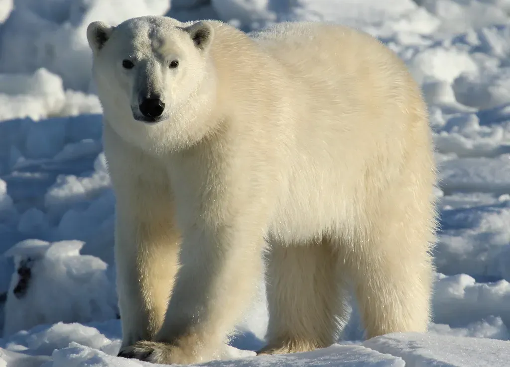 #1. Wapusk National Park: The Unlikely Meeting Ground (em_j_bishop, Flickr, CC BY 2.0)