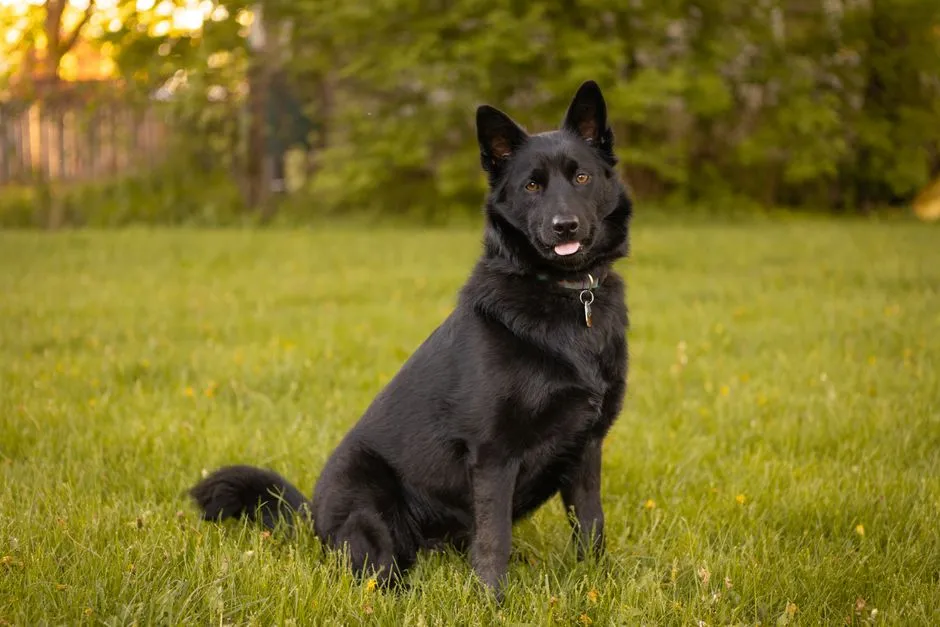 Schipperke (Image Credits: Pexels)