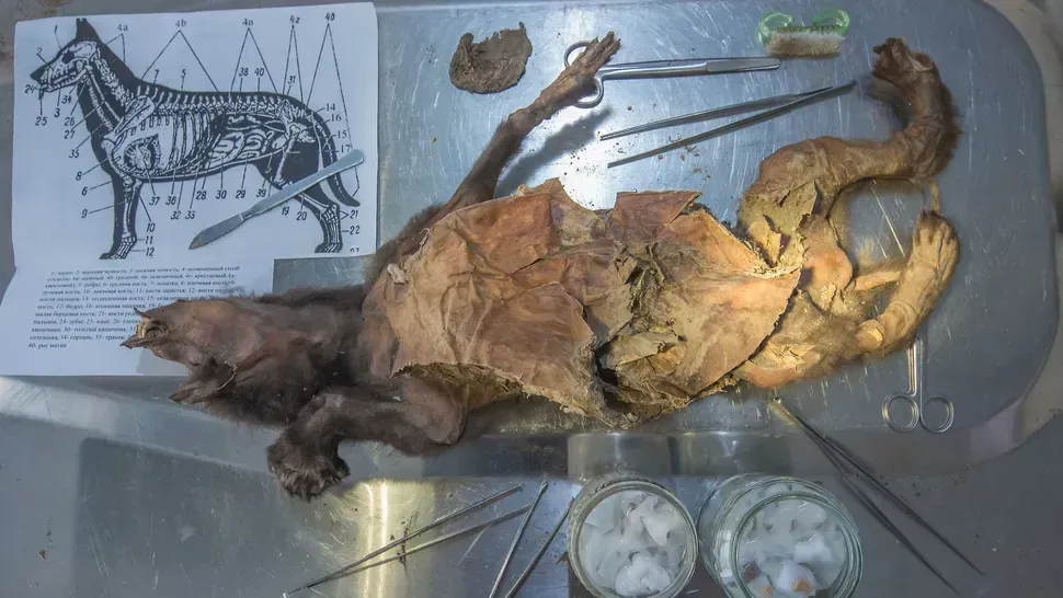 Sequencing an Ice Age Giant's Genome (Image Credits: Mietje Germonpré)