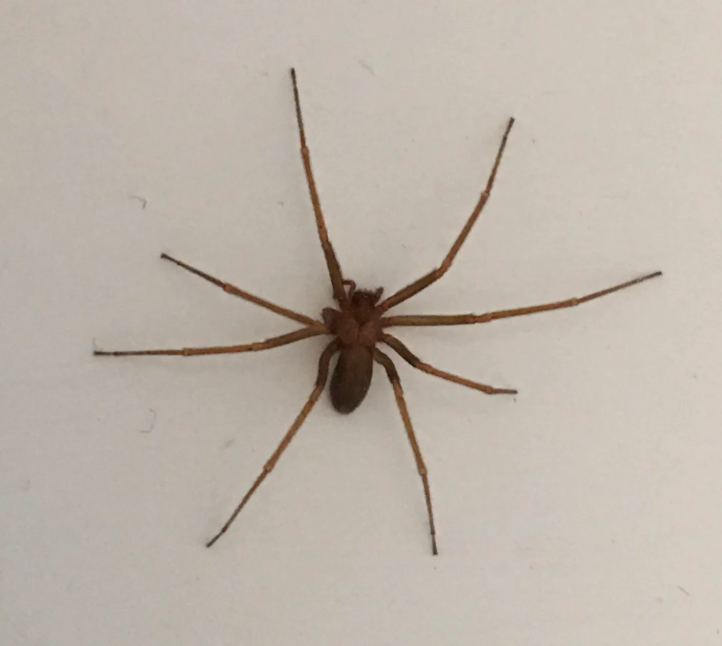 A Venomous Bite: More Than Just a Nuisance (By Sterling Herron, CC0)