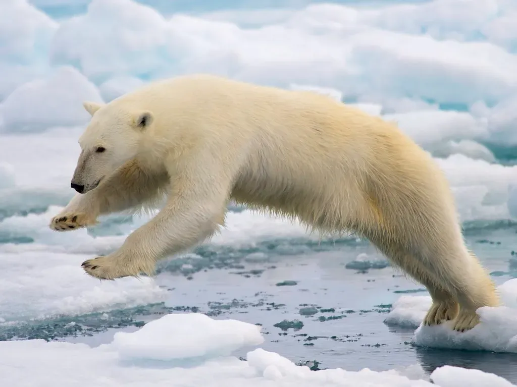 #5: Climate Change and Habitat Loss - The Slow Emergency (Image Credits: Flickr)
