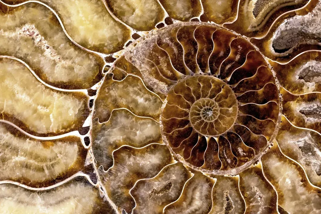 Fossil Evidence of Marine Life (Image Credits: Unsplash)