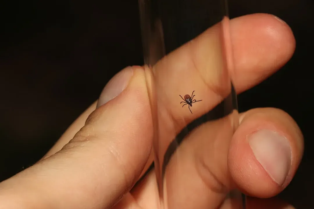 Massachusetts Faces Expanding Tick Territory (Image Credits: Unsplash)