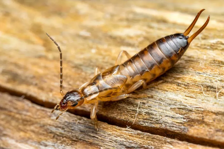 6. Silverfish (Image Credits: Pexels)