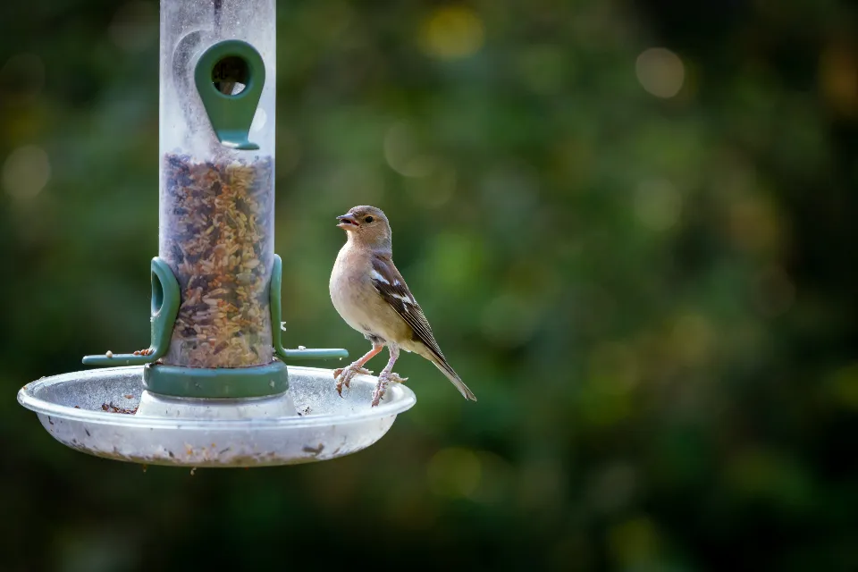8. Droll Yankees Onyx Clever Clean: The Feeder That Cleans Itself (Image Credits: Stocksnap)