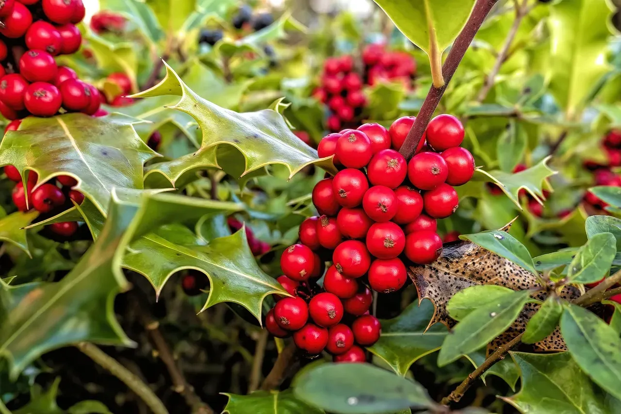 2. Holly: Nature's Guardian (Image Credits: Pixabay)