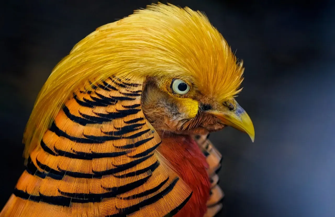 Golden Pheasant: Walking Flame (Image Credits: Pixabay)