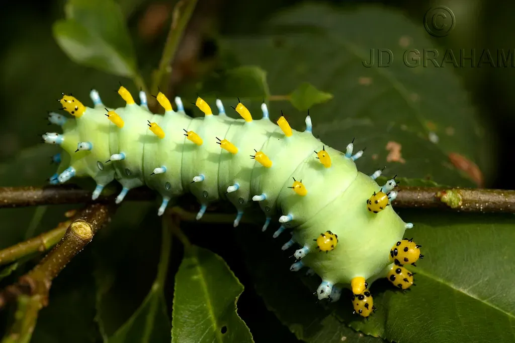 Cecropia Moth Caterpillar (Image Credits: Flickr)