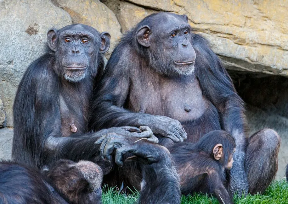 The Bigger Picture Behind All That Fur Picking (Image Credits: Pexels)