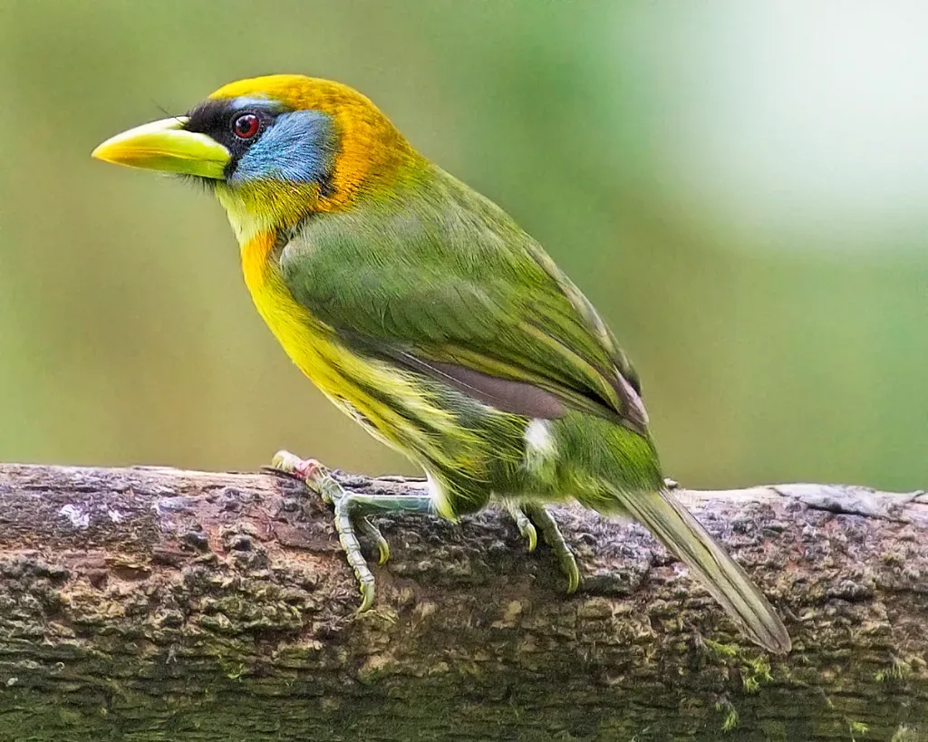 Toucan Barbet: The Technicolor Dream (Image Credits: Flickr)