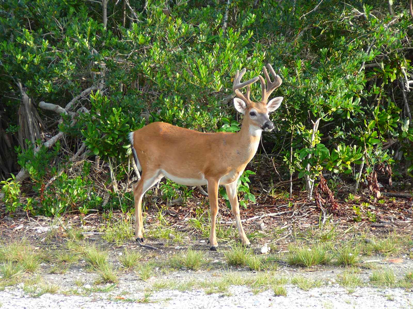 Key Deer National Wildlife Refuge - Miniature Deer in Paradise (Image Credits: Wikimedia)