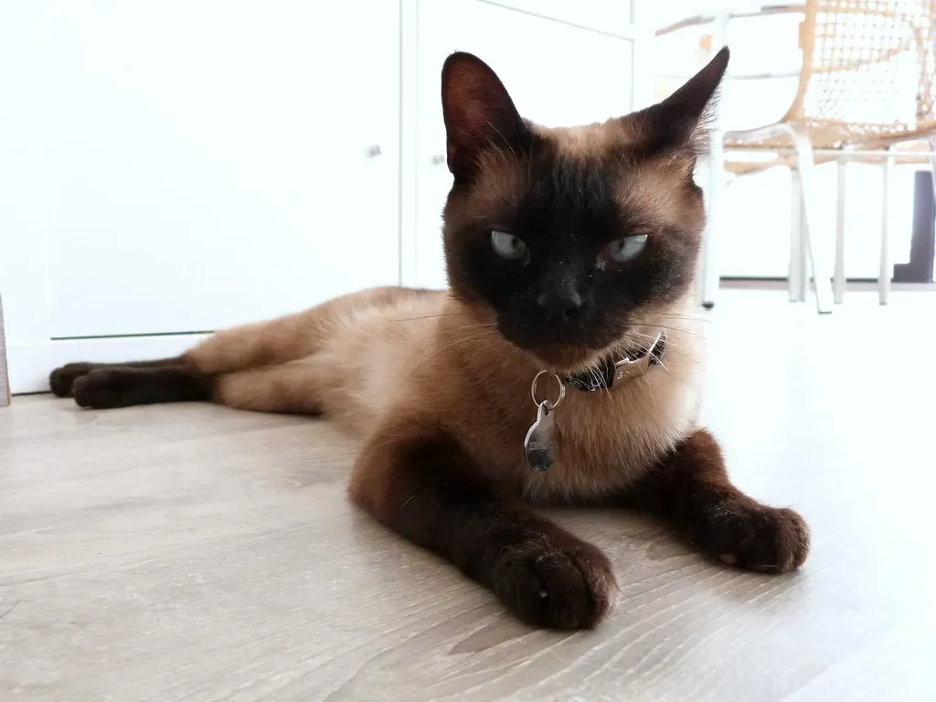 The Sleek Siamese: Ancient Heat Warriors (Image Credits: Flickr)