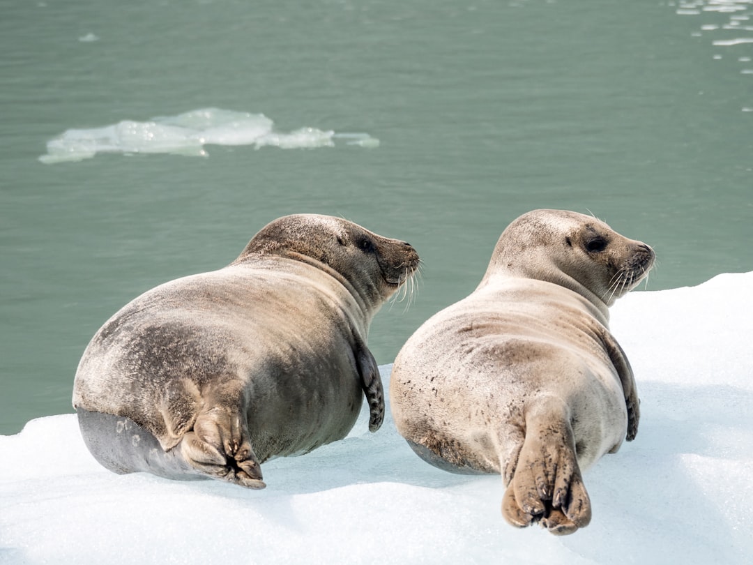 What Seals Are Actually Doing Under That Ice (Image Credits: Unsplash)