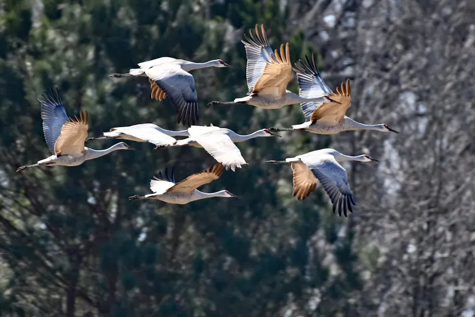 10. Sandhill Crane - Over 35 Years (Image Credits: Pexels)